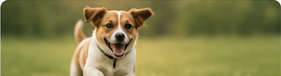 Dog outdoors